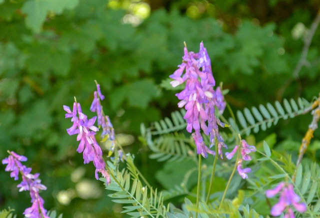 Astragalus membranaceus Image