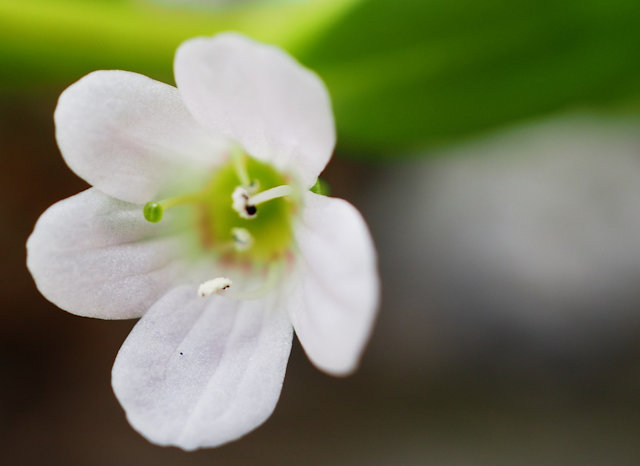 Bacopa monnieri Image