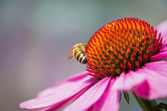 Echinacea purpurea Image