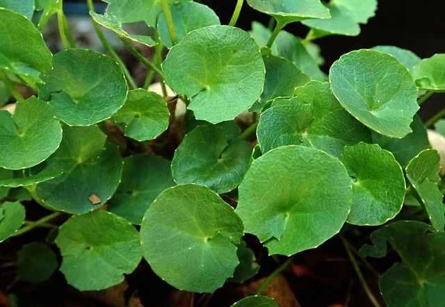 Centella asiatica Image