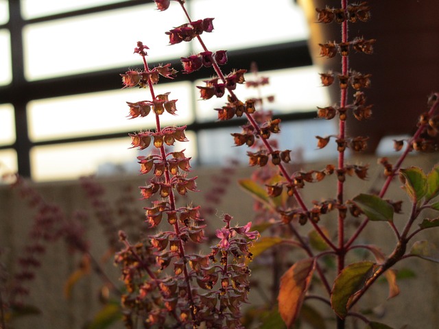 Ocimum tenuiflorum Image