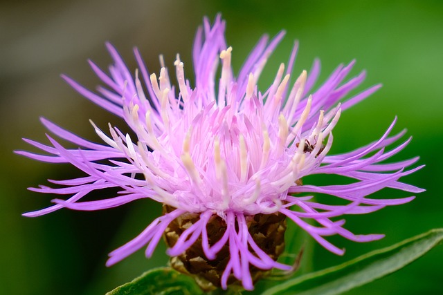 Silybum marianum Image