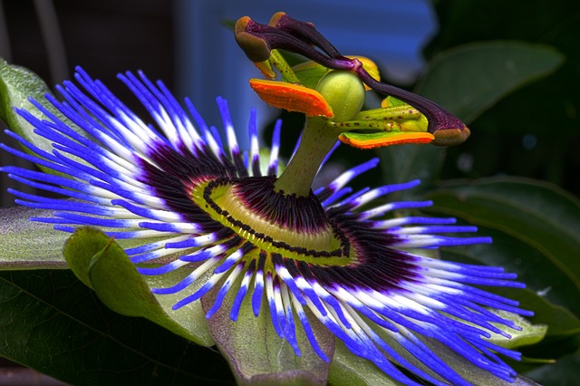 Passiflora incarnata Image