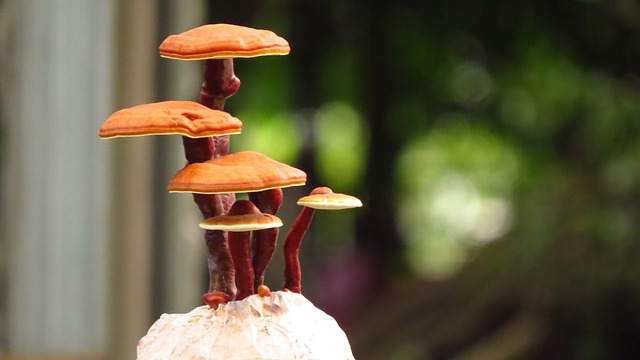 Ganoderma lucidum Image