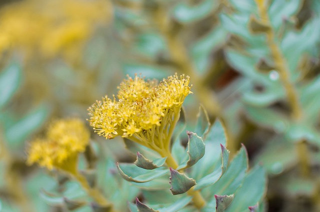 Rhodiola rosea Image