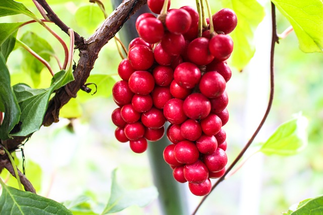 Schisandra chinensis Image