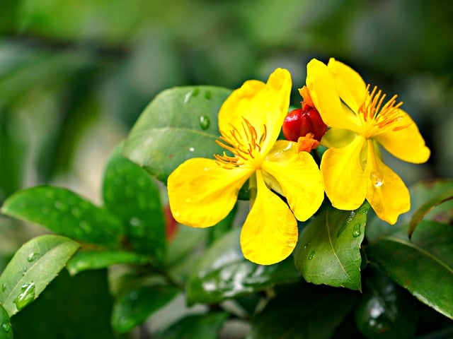 Hypericum perforatum Image